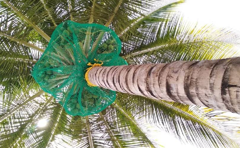 Coconut Tree Safety Nets In Hyderabad